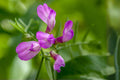 American Vetch Seeds 25 Pack, Native Wildflower for Pollinators, Soil Improvement, Vicia americana