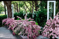 Variegated Weigela Live Plants, Pink Flowering Shrub, Weigela florida, 1-2 ft, Garden Border, Hedges, Landscape Plant