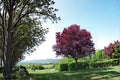 Cistena Plum Live Plants – Purple Leaf Ornamental Tree, Prunus cerasifera, 2ft Tall, Pink Spring Blossoms, Compact Growth