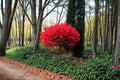Burning Bush Live Plants 12-18" Euonymus alatus Red Fall Foliage Shrub for Landscaping and Hedges
