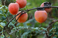 American Persimmon Live Plants 12-24" Bare Root Fruit Tree Diospyros virginiana