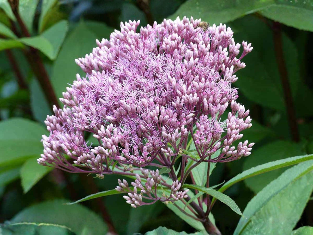 100 Seeds Joe Pye Weed Eutrochium fistulosum Native Wildflower Pollinator Garden