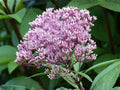 Eutrochium fistulosum Joe Pye Weed Seeds – Heirloom Non-GMO Native Wildflower Seeds for Pollinator Garden and Natural Landscaping