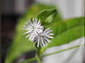 100 Carolina Elephant's Foot Seeds Heirloom Native Wildflower