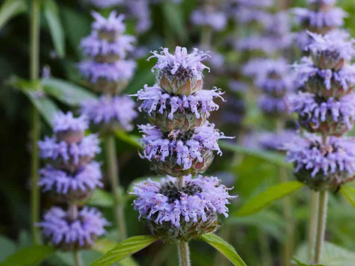 300 Downy Wood Mint Seeds Blephilia Ciliata Native Wildflower Heirloom