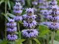Downy Wood Mint Seeds – Heirloom Non-GMO Blephilia ciliata Native Wildflower for Pollinator Gardens