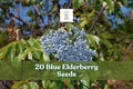 Blue Elderberry Seeds - 20 Count Sambucus caerulea - Hardy Berry Shrub with Blue Berries & White Flowers for Garden Planting