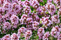 100 Seeds Wild Thyme Thymus pulegioides Herb Groundcover