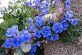 100 Seeds California Bluebells Phacelia campanularia