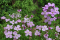 100 Seeds Dame's Rocket Hesperis matronalis Fragrant Purple Flowers
