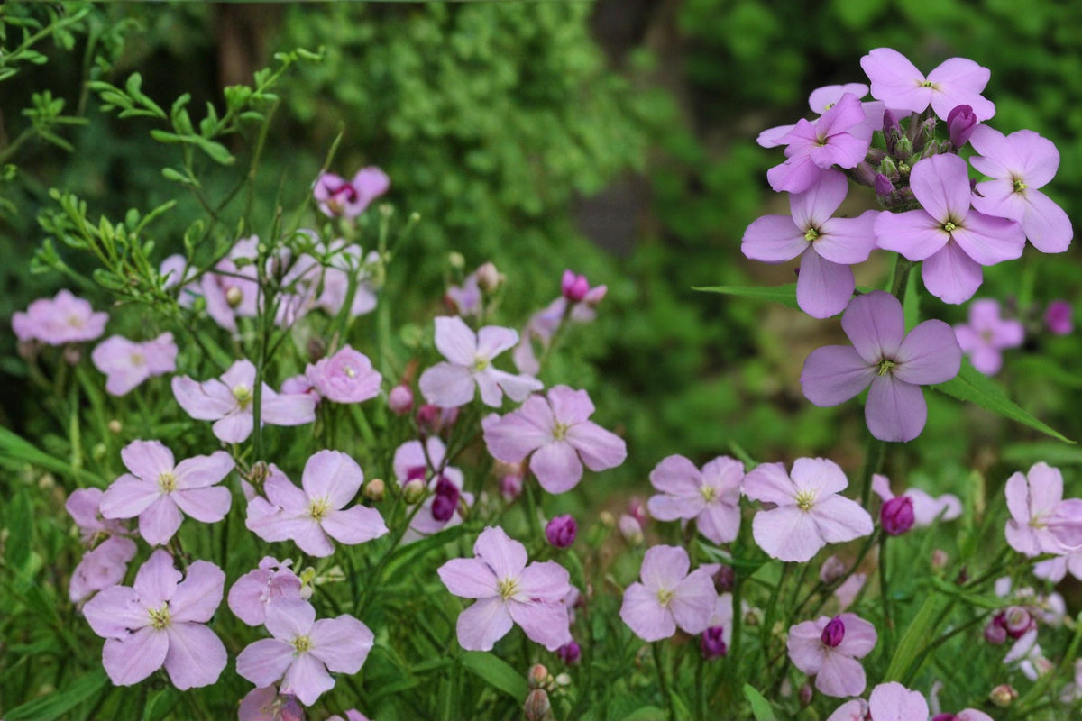 100 Seeds Dame's Rocket Hesperis matronalis Fragrant Purple Flowers