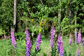 Hairy Vetch Seeds 100 Pack – Vicia villosa, Purple Flowering Annual Legume, Cover Crop & Soil Improvement