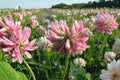 100 Seeds Alsike Clover Trifolium hybridum