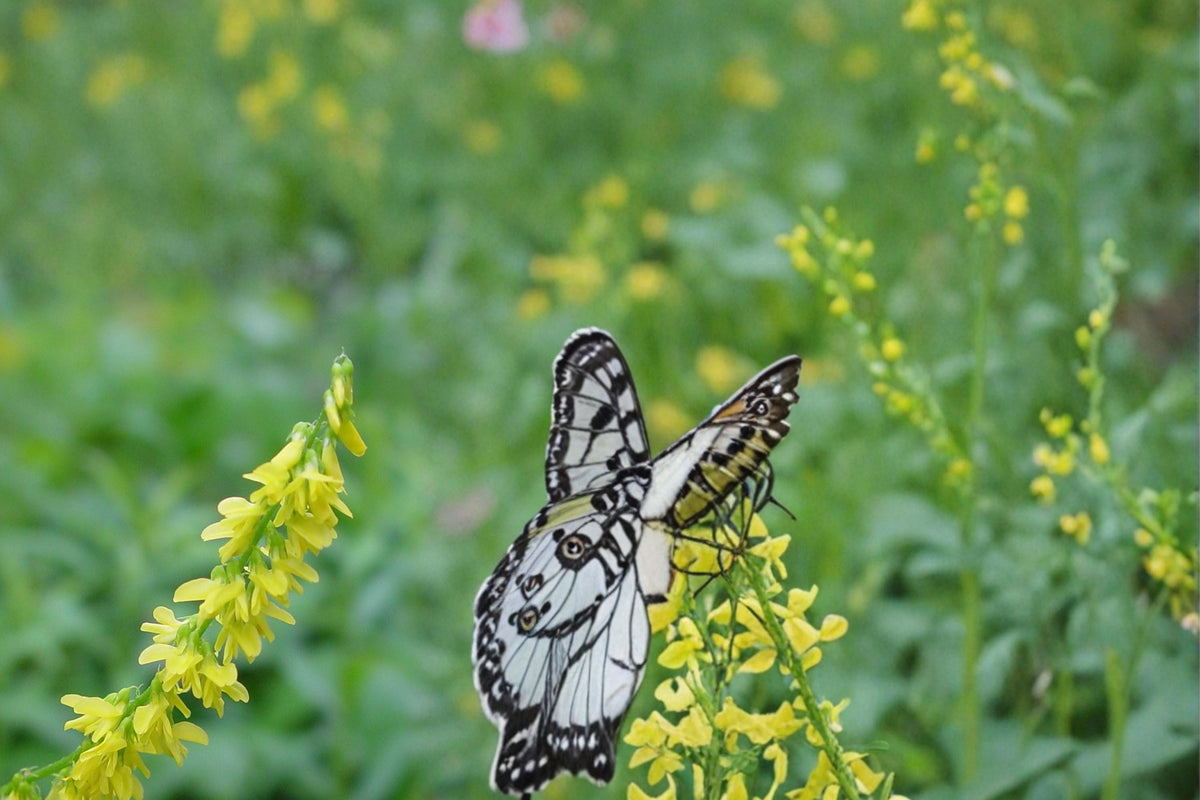 Yellow Sweet Clover Seeds 100 Count - Melilotus officinalis - Drought Tolerant Biennial Legume for Meadows and Open Areas