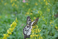 100 Seeds Yellow Sweet Clover Melilotus officinalis Pollinator Friendly Cover Crop