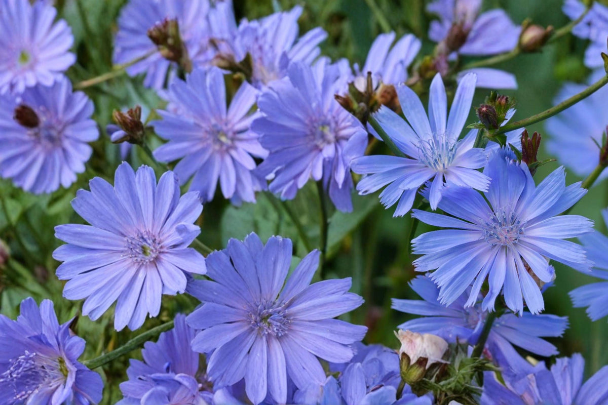 100 Seeds Blue Chicory Cichorium intybus Wildflower