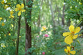 100 Seeds Partridge Pea Chamaecrista fasciculata Native Wildflower Annual