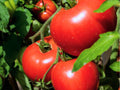 VR Moscow Tomato Seeds – 30 Count, Early Red Garden Variety, Solanum lycopersicum, Compact Growth, Suitable for Cooler Regions