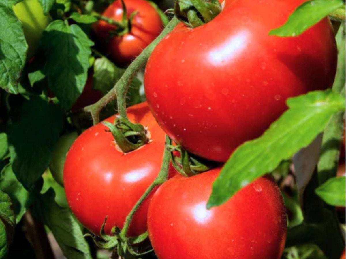 VR Moscow Tomato Seeds – 30 Count, Early Red Garden Variety, Solanum lycopersicum, Compact Growth, Suitable for Cooler Regions
