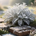 Artemisia Silver Mound Bare Root Plant – Soft Silver Foliage Perennial for Borders and Drought Tolerance