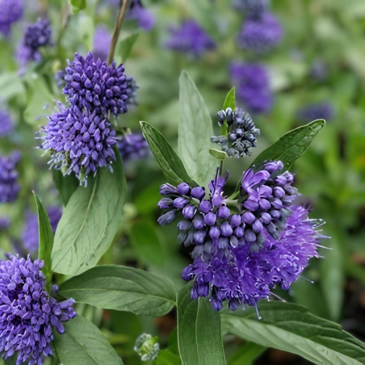 Black Knight Caryopteris Bare Root Shrub – Blue Flowering Ornamental Plant for Bees & Butterflies | Caryopteris x clandonensis