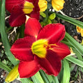 Red Daylily Bare Root Plant – Vibrant Red Blooms, Perennial Flowering Hemerocallis, Easy-Care Garden Plant