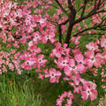 Pink Dogwood Unrooted Cuttings – Rich Deep Pink Blooms, Ornamental Tree, Cornus florida, Propagation Plant