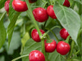 Red Cherry Sweet Pepper Seeds – 25 Non-GMO Capsicum annuum for Small, Mild, Round Peppers, Perfect for Stuffing & Fresh Dishes