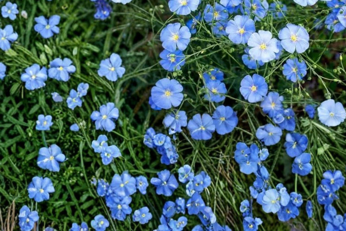 100 Seeds Perennial Blue Flax Linum perenne
