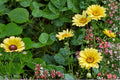 100 Seeds Painted Daisy Glebionis carinata Flower Seeds for Cut Flowers and Borders