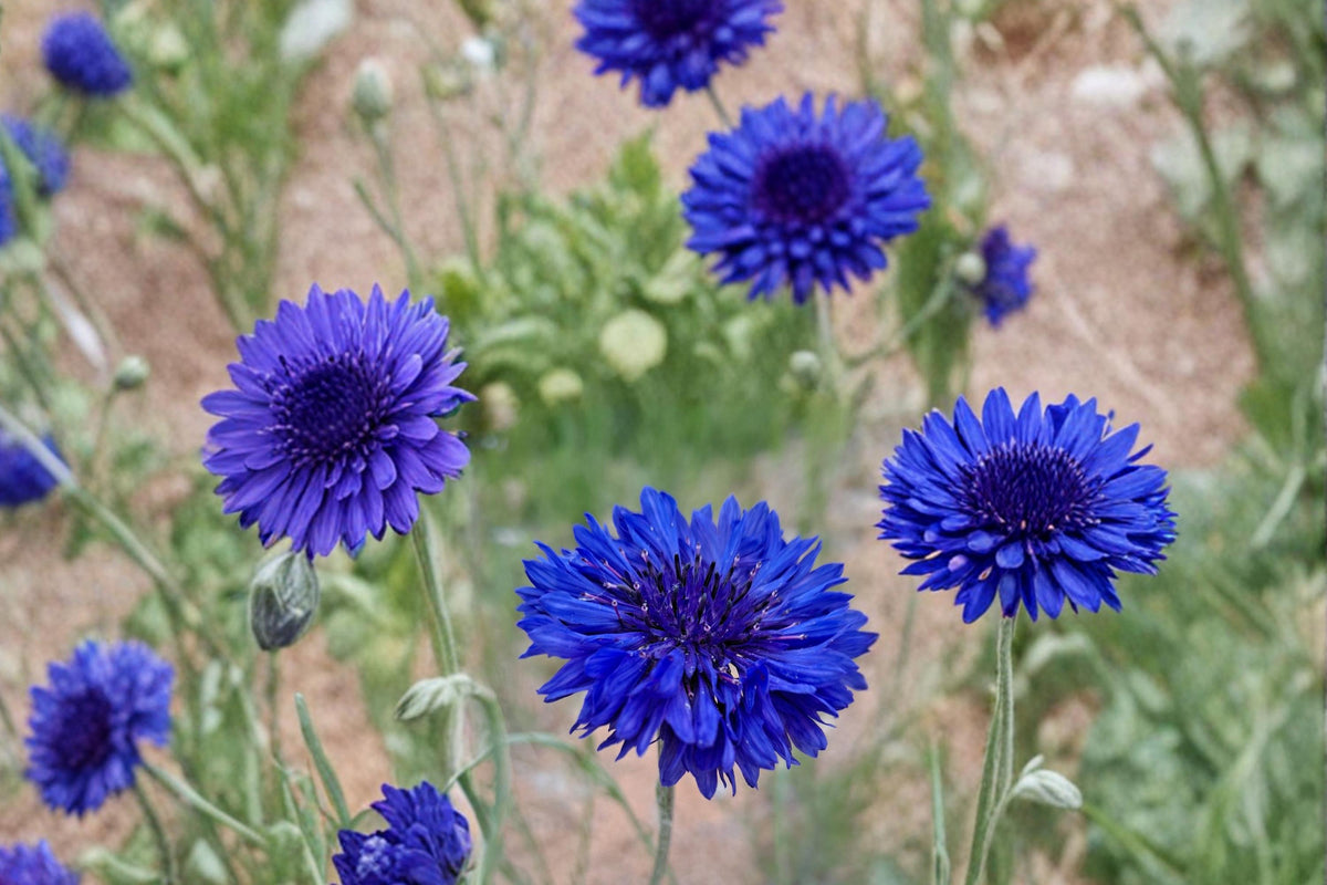 100 Seeds Blue Bachelor's Button Centaurea cyanus Cornflower Annual Cut Flower Garden