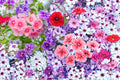 100 Seeds Annual Phlox Phlox drummondii
