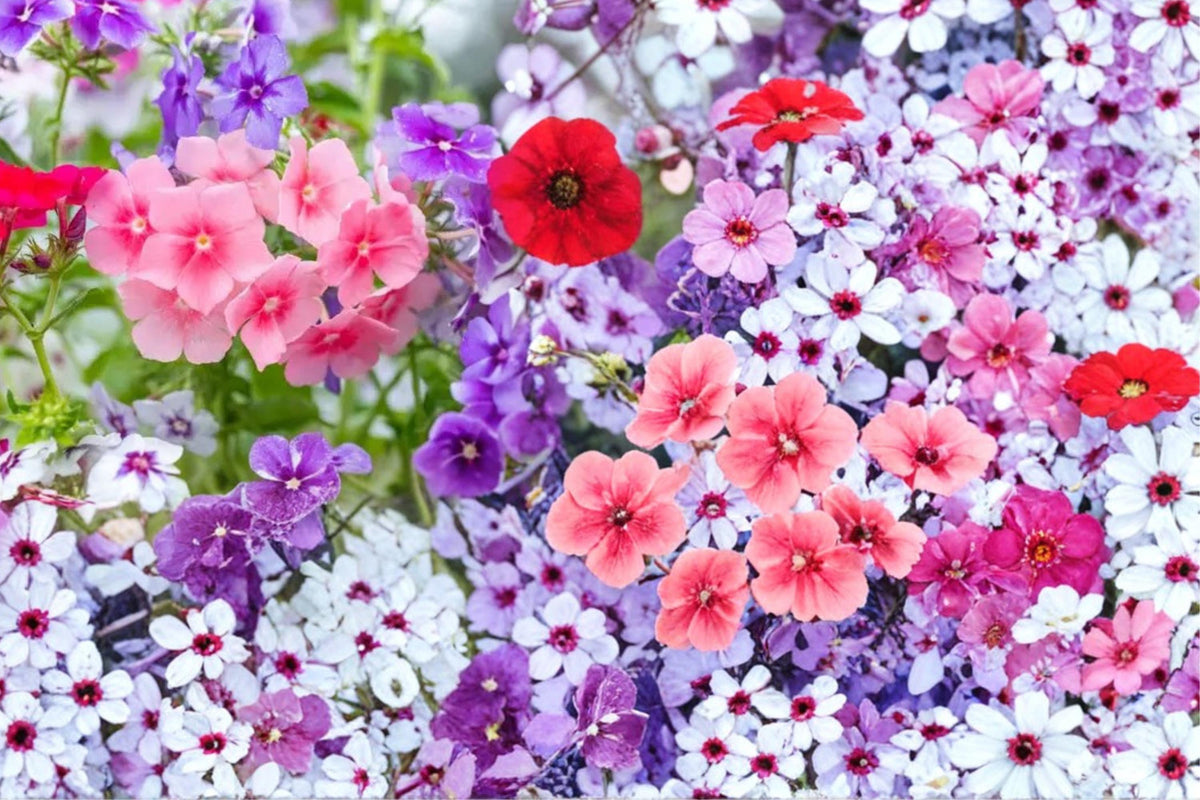 100 Seeds Annual Phlox Phlox drummondii