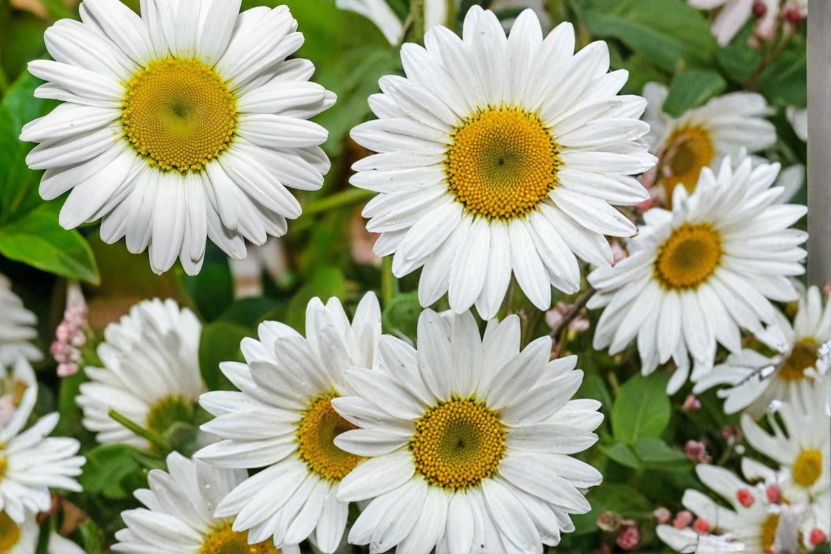 100 Seeds Oxeye Daisy Leucanthemum vulgare Perennial Wildflower