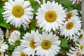 Oxeye Daisy Seeds – Leucanthemum vulgare Wildflower Perennial for Meadow Gardens, 100 Seeds