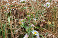 100 Seeds Heath Aster Symphyotrichum pilosum Native Perennial Wildflower