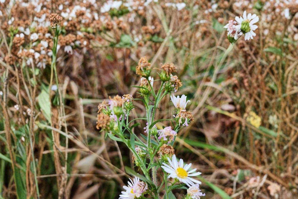 100 Seeds Heath Aster Symphyotrichum pilosum Native Perennial Wildflower