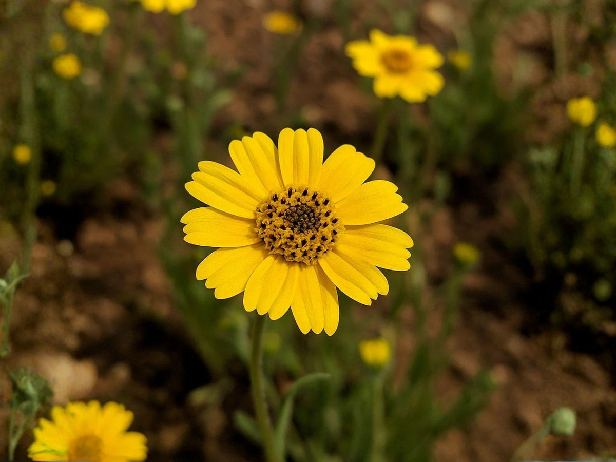 100 Yellowray Goldfields Seeds Lasthenia glabrata Heirloom Wildflower Yellow Bloom