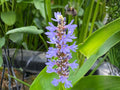 5 Seeds Pickerel Weed Pontederia cordata Aquatic Flower