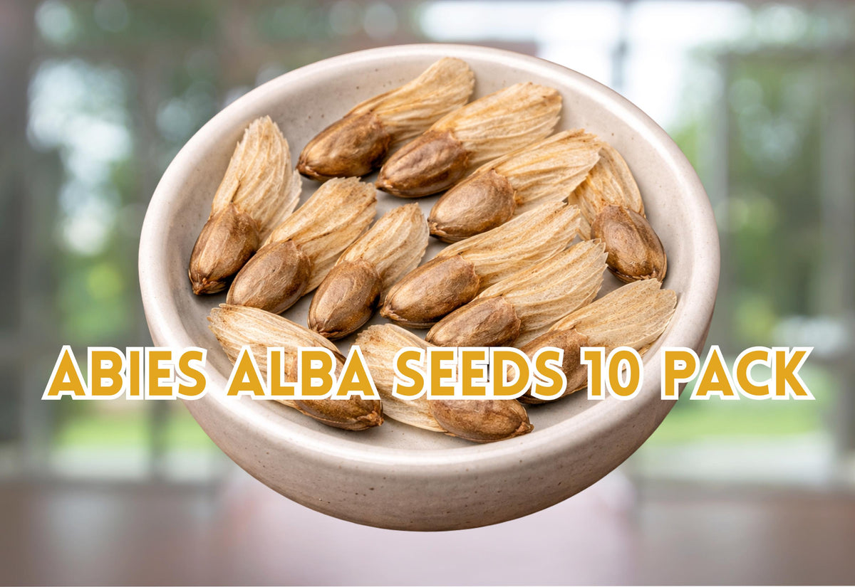 Abies Alba Seeds 10 Pack | European Silver Fir Evergreen Conifer Tree Seeds | Cold Stratification Required