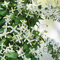 Sweet Autumn Clematis Vine Cuttings – Fragrant White Flowers, Climbing Perennial, Clematis terniflora, 10 Live 6" Cuttings
