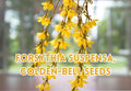 Forsythia Suspensa Seeds | Golden Bell Weeping Shrub | Spring Bloom Deciduous Garden Plant | 10 Pack