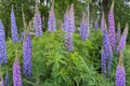 Large Leaf Lupine Seeds (20) | Vibrant Blue & Purple Wildflower | Lupinus polyphyllus for Cottage Gardens & Pollinator Habitats