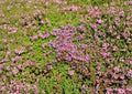 1000+ Creeping Thyme Seeds, Thymus serpyllum, Purple Flower Groundcover, Perennial Herb, Lawn Alternative, Pollinator-Friendly Plant