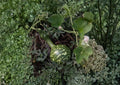 Speckled Swan Gourd Seeds, Heirloom Non-GMO, Ornamental Dipper Gourds, Climbing Vine, Garden Decor, Unique Vegetable Seeds