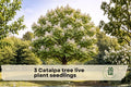 Catalpa Tree Live Seedlings – 1-2 Year Old Flowering Shade Trees for Landscaping and Gardens