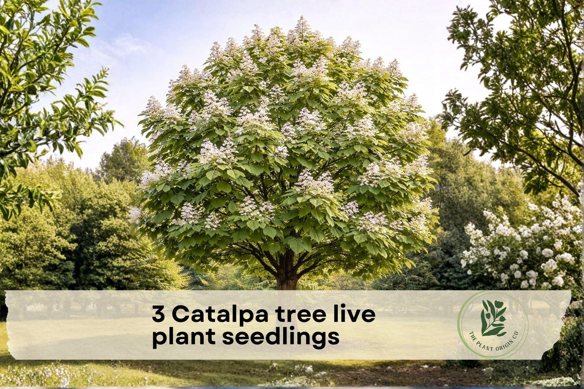 Catalpa Tree Live Seedlings – 1-2 Year Old Flowering Shade Trees for Landscaping and Gardens