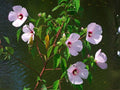 Hairy-Fruited Hibiscus Seeds, Wooly Rose Mallow Flower, Native Heirloom, Non-GMO Hibiscus lasiocarpos, Wildflower Garden Seeds