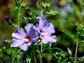 Rose of Sharon Seeds – Heirloom Hibiscus syriacus Flowering Shrub, Non-GMO Garden Seeds, Ornamental Border, Pollinator-Friendly