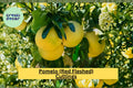 Red Fleshed Pomelo Cuttings – Citrus maxima Grafting Wood for Propagation, 6–8 Inches, Fruit Tree Scion